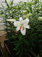 [4237 Siberia EVR No01.JPG]